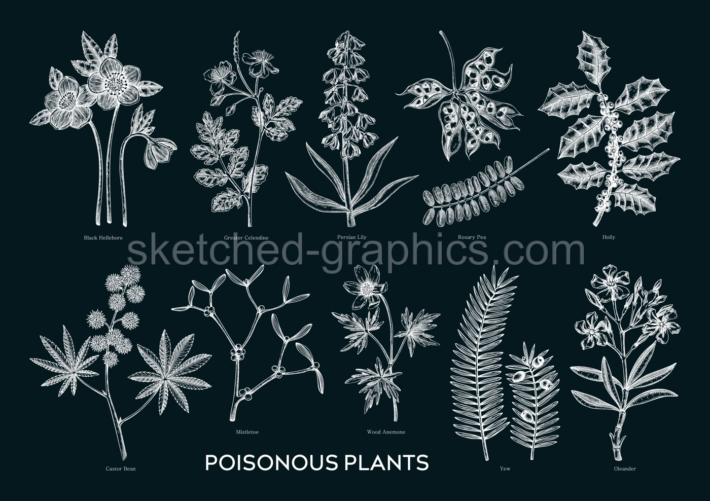 Witch herbs and poisonous plants hand drawn vector illustrations in sketch style. Witchcraft apothecary, alternative medicine, ayurveda design elements on chalkboard.NOT AI generated Illustration